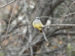 Tyrannus vociferans
