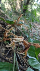 Sarcoglottis rosulata