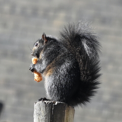 Sciurus carolinensis
