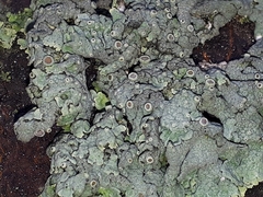Physcia aipolia