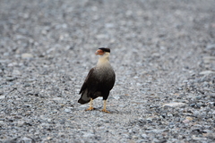 Caracara plancus plancus