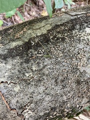 Jackrogersella cohaerens