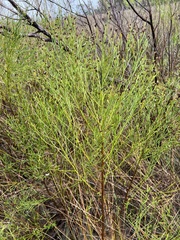 Baccharis angustifolia