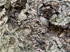 Jackrogersella cohaerens