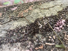 Jackrogersella cohaerens