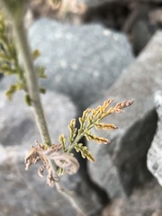 Descurainia pimpinellifolia