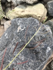 Descurainia pimpinellifolia