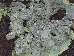 Physcia aipolia