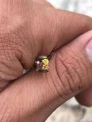 Descurainia pimpinellifolia