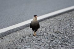 Caracara plancus plancus