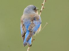 Sialia mexicana