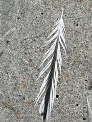 Thalasseus sandvicensis