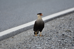 Caracara plancus plancus
