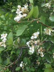 Crataegus chrysocarpa chrysocarpa