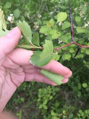Crataegus chrysocarpa chrysocarpa