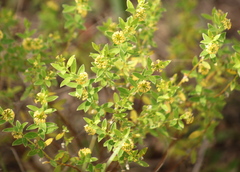 Pimelea curviflora