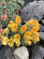Tropaeolum polyphyllum