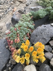 Tropaeolum polyphyllum