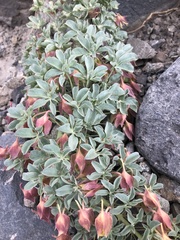 Tropaeolum polyphyllum