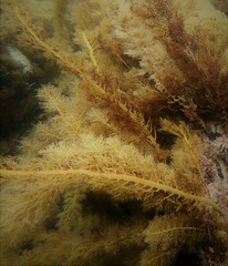 Cystophora moniliformis