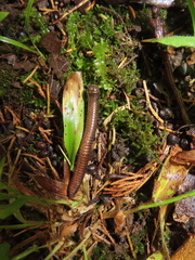 Choctella cumminsi