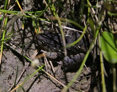 Leptodactylus latinasus