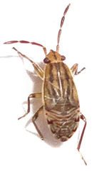 Peritrechus geniculatus