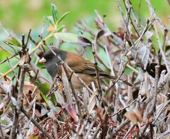 Junco hyemalis