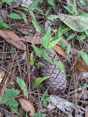 Oplismenus hirtellus