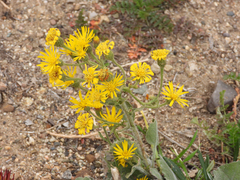 Heterotheca grandiflora