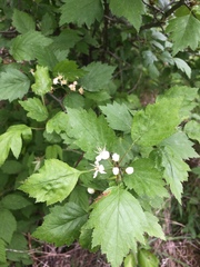 Crataegus fluviatilis