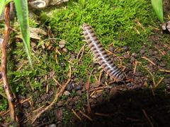 Apheloriini