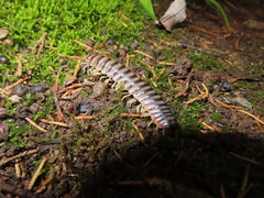 Apheloriini