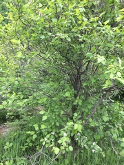 Crataegus fluviatilis