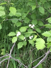 Crataegus fluviatilis