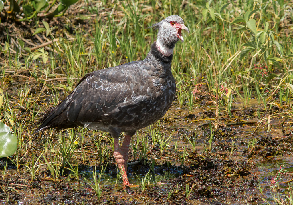 Southern Screamer photo