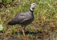 Southern Screamer photo 1