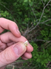 Crataegus fluviatilis