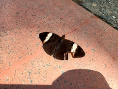 Adelpha lycorias