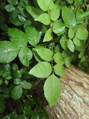 Fraxinus quadrangulata