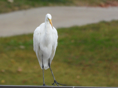 Ardea alba