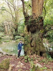 Platanus mexicana