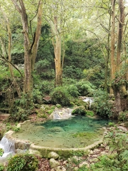 Platanus mexicana