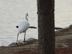Ardea alba