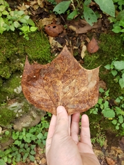 Platanus mexicana