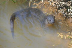 Lontra longicaudis