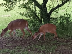 Tragelaphus sylvaticus