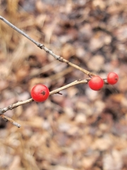 Ilex verticillata