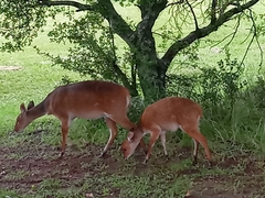 Tragelaphus sylvaticus