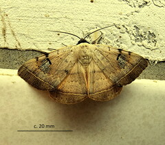 Hypopyra africana